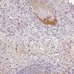 Merck Anti-C1QB antibody produced in rabbit