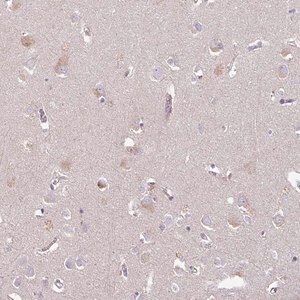 Merck Anti-C4orf48 antibody produced in rabbit