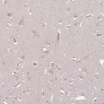 Merck Anti-C4orf48 antibody produced in rabbit
