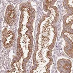 Merck Anti-SCNM1 antibody produced in rabbit