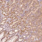 Merck Anti-MAP10 antibody produced in rabbit