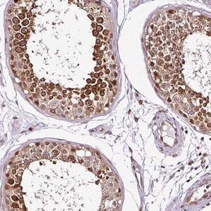 Merck Anti-COPRS antibody produced in rabbit