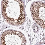 Merck Anti-COPRS antibody produced in rabbit