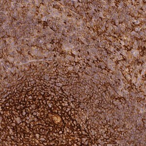 Merck Anti-TMEM42 antibody produced in rabbit