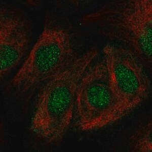 Merck Anti-ZNF319 antibody produced in rabbit