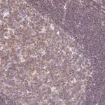 Merck Anti-FAM228B antibody produced in rabbit