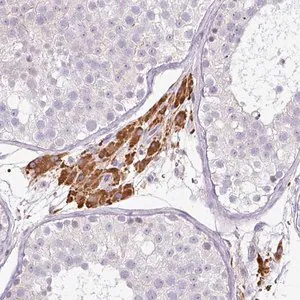 Merck Anti-FGF17 antibody produced in rabbit