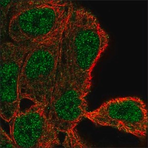 Merck Anti-FAM83A antibody produced in rabbit