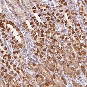 Merck Anti-GCNT7 antibody produced in rabbit