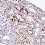 Merck Anti-KIAA2013 antibody produced in rabbit