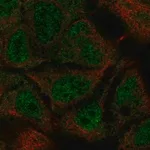 Merck Anti-TEX40 antibody produced in rabbit