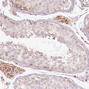 Merck Anti-PAQR9 antibody produced in rabbit
