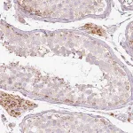 Merck Anti-PAQR9 antibody produced in rabbit