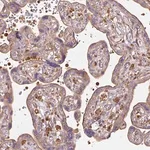 Merck Anti-TBC1D2B antibody produced in rabbit