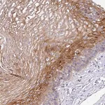 Merck Anti-TMPRSS11D antibody produced in rabbit