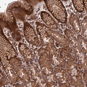 Merck Anti-DEF8 antibody produced in rabbit