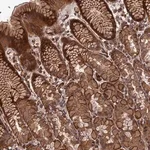 Merck Anti-DEF8 antibody produced in rabbit