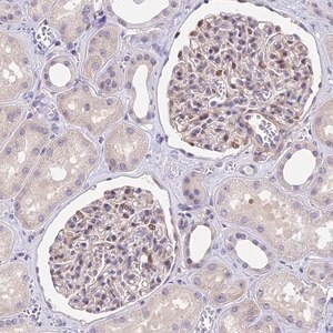 Merck Anti-MIDN antibody produced in rabbit