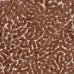 Merck Anti-COX17 antibody produced in rabbit