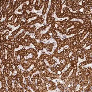 Merck Anti-FAIM antibody produced in rabbit