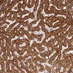 Merck Anti-FAIM antibody produced in rabbit