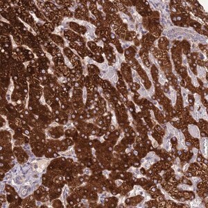 Merck Anti-EEF1AKMT1 antibody produced in rabbit