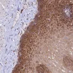 Merck Anti-SYNDIG1L antibody produced in rabbit