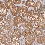 Merck Anti-CWH43 antibody produced in rabbit
