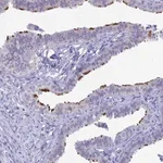 Merck Anti-CCDC173 antibody produced in rabbit