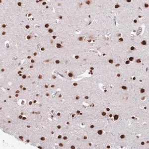 Merck Anti-MFSD12 antibody produced in rabbit