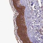 Merck Anti-VPS16 antibody produced in rabbit