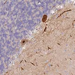 Merck Anti-TRIM3 antibody produced in rabbit