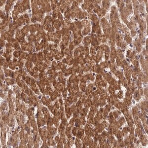 Merck Anti-ZNF584 antibody produced in rabbit