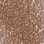 Merck Anti-ZNF584 antibody produced in rabbit