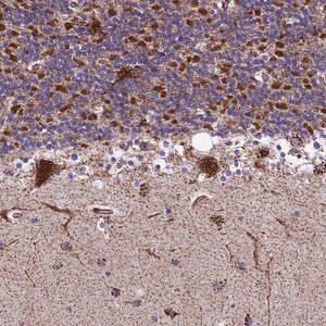 Merck Anti-MRPS18B antibody produced in rabbit