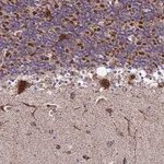 Merck Anti-MRPS18B antibody produced in rabbit