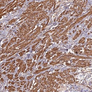 Merck Anti-CCDC154 antibody produced in rabbit