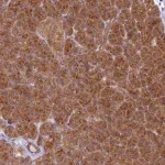 Merck Anti-HOOK2 antibody produced in rabbit