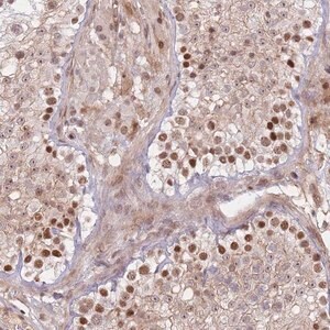Merck Anti-ERICH6B antibody produced in rabbit
