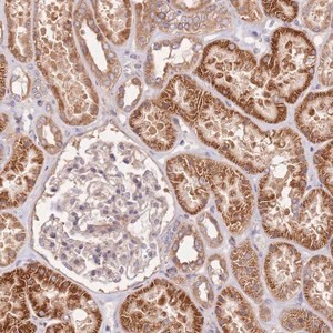 Merck Anti-OSBP antibody produced in rabbit