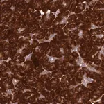 Merck Anti-RPL17 antibody produced in rabbit