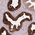 Merck Anti-VWCE antibody produced in rabbit