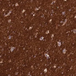 Merck Anti-ST8SIA5 antibody produced in rabbit