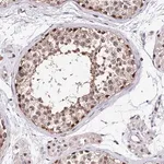 Merck Anti-DDX55 antibody produced in rabbit