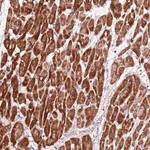 Merck Anti-ART5 antibody produced in rabbit