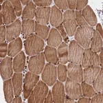 Merck Anti-FAM184B antibody produced in rabbit