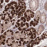 Merck Anti-HGF antibody produced in rabbit