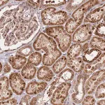 Merck Anti-EDC3 antibody produced in rabbit