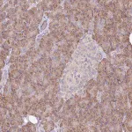 Merck Anti-TRIAP1 antibody produced in rabbit