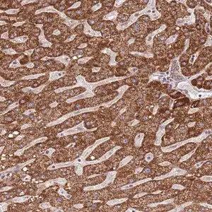 Merck Anti-IVD antibody produced in rabbit